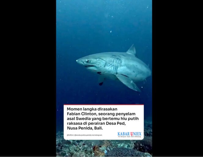 
					Penyelam Swedia Bertemu Hiu Putih Raksasa di Perairan Nusa Penida