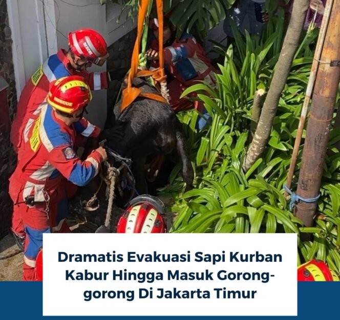 
					Menjelang Idul Adha, Insiden Sapi Kurban Lepas dan Tercebur Gorong-Gorong Terjadi di Jakarta dan Tangsel